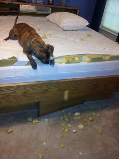 Tiger Lilly the Plott Hound is chewing on a mattress topper and the foam is all over the floor and on the top of the bed
